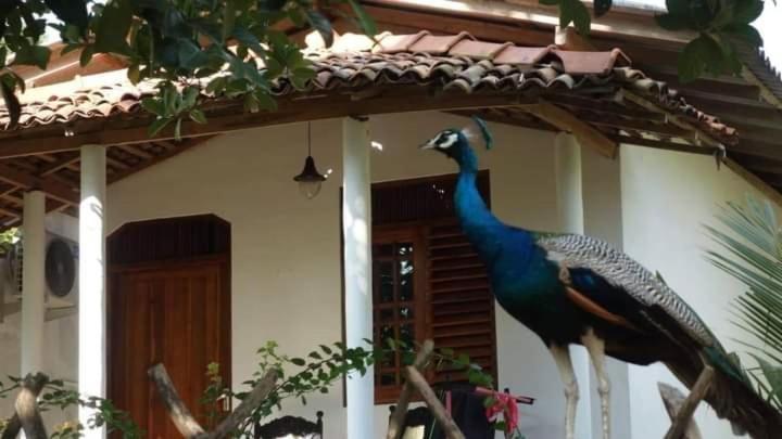 Peacock Garden Bed and Breakfast Tangalle Εξωτερικό φωτογραφία