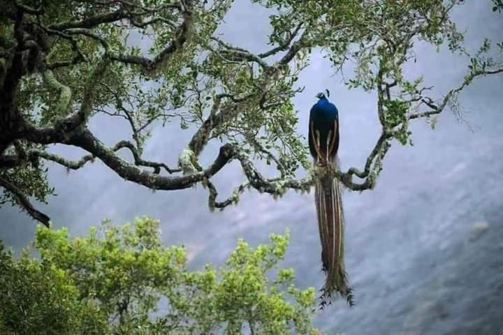 Peacock Garden Bed and Breakfast Tangalle Εξωτερικό φωτογραφία